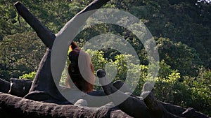 Slow Motion of mother and baby bornean orangutan on trees of the forest