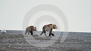 Slow motion A mother brown bear and her two cubs walk along a rocky beach