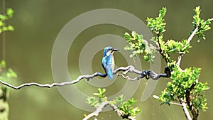 Slow motion movie of the scene that bird Kingfisher Alcedo atthis stand on the branch, clean it feather with beak in wind