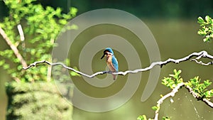 Slow motion movie of the scene that bird Kingfisher Alcedo atthis stand on the branch, looking around alertly