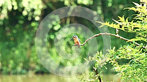 Slow motion movie of the scene that bird Kingfisher Alcedo atthis stand on the branch, staring without moving