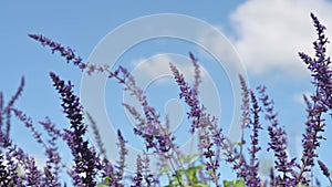 Slow motion. Mystic spires blue sage flowers outdoors blowing in wind.