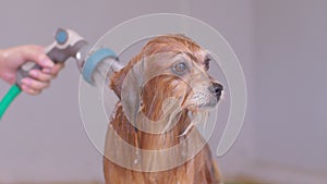 Slow Motion of owner shower and take a bath with dog,Happy senior mix breed dog in Bathtubs for shower and cleaning,Dog Shower and