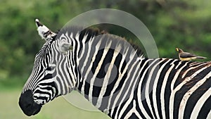 Slow motion Oxpecker bird flying off a Zebra. African safari wildlife shot in Ke