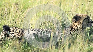 Slow motion pan of Cheetah lying down in grass. African safari widlife shot in K