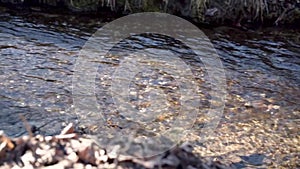 Slow motion: panning over a small clear river with autumn leaves against the sunlight.