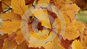 Slow motion panning shot of yellow, orange, green, and brown English white oak tree leaves in autumn or fall season as peak foliag