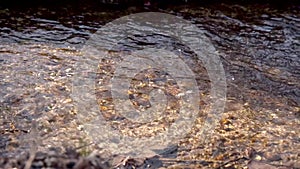 Slow motion: panning a small clear river with autumn leaves against the sunlight at sunset.