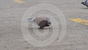 Slow motion pigeons pecking on cocnrete pavement