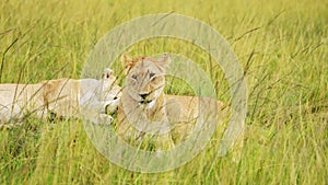 Slow Motion of Pride of Lions, Lioness in Long Savanna Grass, African Wildlife Safari Animal in Masa