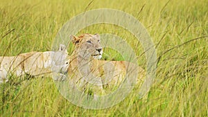 Slow Motion of Pride of Lions in Long Savanna Grass, African Wildlife Safari Animal in Maasai Mara N