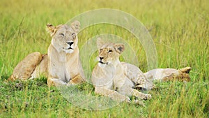 Slow Motion of Pride of Lions in Long Savanna Grass, African Wildlife Safari Animal in Maasai Mara N