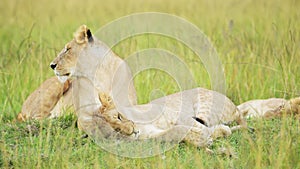 Slow Motion of Pride of Lions in Long Savanna Grass, African Wildlife Safari Animal in Maasai Mara N