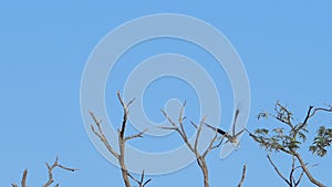 Slow motion of red-shouldered hawk flying on blue sky.
