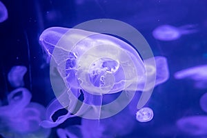 Slow motion relaxing view background of a glowing blue color jellyfishes slowly floating in the dark aquarium water