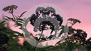 Slow motion Ripe elderberry bush at sunset, a branch of black berries sway in the wind