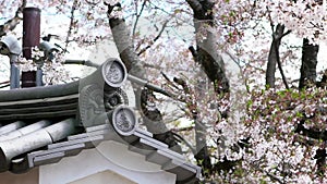 Slow Motion roof house at traditional garden under sakura trees blooming spring