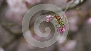 Slow motion of sakura cherry blossom in spring on a cloudy day