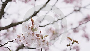 Slow motion of sakura cherry blossom in spring on a cloudy day