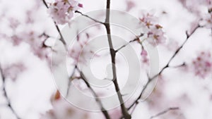 Slow motion of sakura cherry blossom in spring on a cloudy day