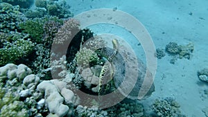 Slow motion, sea turtle slowly swim near coral reef under surface of water. Hawksbill Sea Turtle or Bissa, Eretmochelys imbricata
