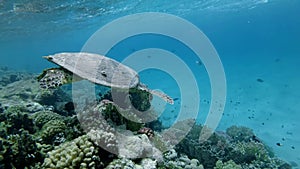 Slow motion, Sea Turtle slowly swim over top coral reef under surface of water. Hawksbill Sea Turtle, Eretmochelys imbricata