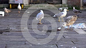 Slow Motion of a seagull eating fish at market besides canals in Venice.