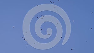 Slow motion: seagulls are flying in the blue sky in the evening
