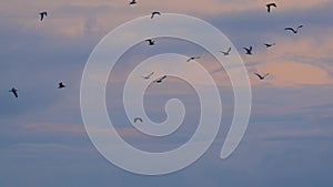 Slow motion: seagulls are flying in the cloudy sky in the evening