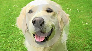 Slow Motion Sequence Of Happy Golden Retriever Dog On Lawn