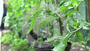 Slow Motion Sequence Of Water Dripping From Tomato Plant