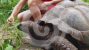 SLOW MOTION Seychelles Turtle