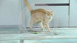 Slow motion, Shorthair cat playing with rainbow ball is rolling in the living room of the house