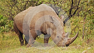 Slow Motion Shot of Africa Safari Animal Rhino in Masai Mara North Conservancy grazing amongst wilde