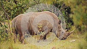 Slow Motion Shot of Africa Safari Animal Rhino in Masai Mara North Conservancy grazing amongst wilde