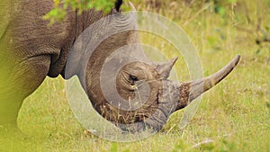 Slow Motion Shot of Africa Safari Animal Rhino in Masai Mara North Conservancy grazing amongst wilde