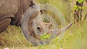 Slow Motion Shot of Africa Safari Animal Rhino in Masai Mara North Conservancy grazing amongst wilde