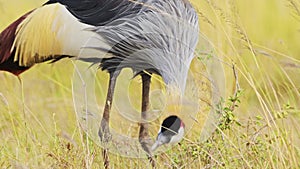 Slow Motion Shot of Africa Safari bird in Masai Mara North Conservancy, Grey Crowned Cranes grazing
