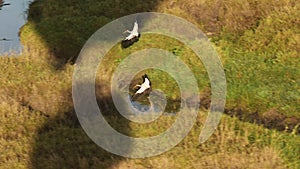 Slow Motion Shot of African Wildlife birds from a hot air balloon ride in Maasai Mara National Reser