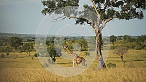 Slow Motion Shot of African Wildlife giraffe in Maasai Mara National Reserve walking across the lush