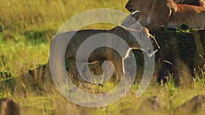 Slow Motion Shot of African Wildlife in Maasai Mara National Reserve, female lion lioness prowling i