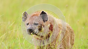Slow Motion Shot of Alone Hyena waiting to get on kill, walking through the luscious greenry of the