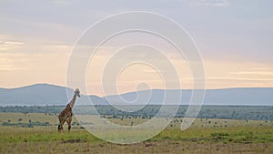 Slow Motion Shot of Amazing Maasai Mara landscape, giraffe walking across emtpy grassland savannah i