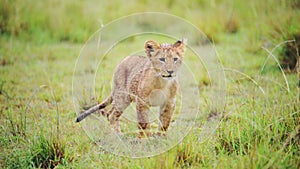 Slow Motion Shot of Baby lion cub with cheeky attitude, cute African Wildlife in Maasai Mara Nationa