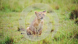 Slow Motion Shot of Baby lion cub with cheeky attitude, cute African Wildlife in Maasai Mara Nationa