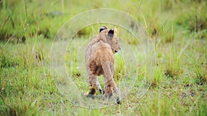 Slow Motion Shot of Baby lion cub with cheeky attitude, cute African Wildlife in Maasai Mara Nationa