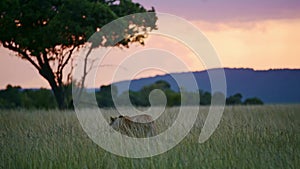 Slow Motion Shot of Beautiful landscape scenery at dusk with a group of Lions lying down looking out