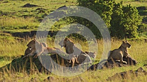 Slow Motion Shot of Big 5 group of lions on small hill watching over the African plains, Important c