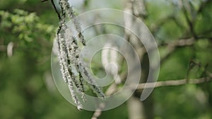 Slow motion shot of blossomin aspen in spring