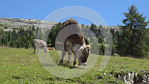 Slow-motion shot of a brown cow pasturing at Prato Piazza, Dolomites, Italy